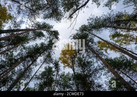 Alberi alti sullo sfondo di cielo chiaro Foto Stock