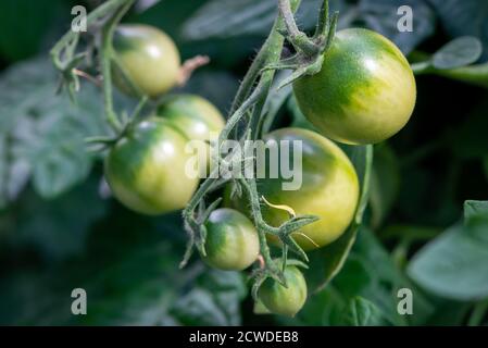 Un grappolo di pomodori ciliegini verdi non maturi appesi alla maturazione di una vite. Foto Stock