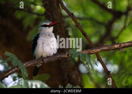 Bosco Kingfisher ruffling Feathers in Tree (Halcyon senegalensis) Foto Stock