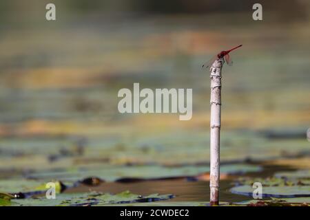 Dragonfly on Reed (Trithemis arteriosa) Dropwing Dragonfly on Reed Foto Stock