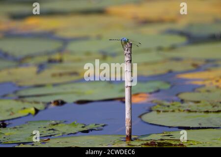 Jaunty Dropwing Dragonfly appollaiato in Stagno (Trithemis stica) Foto Stock