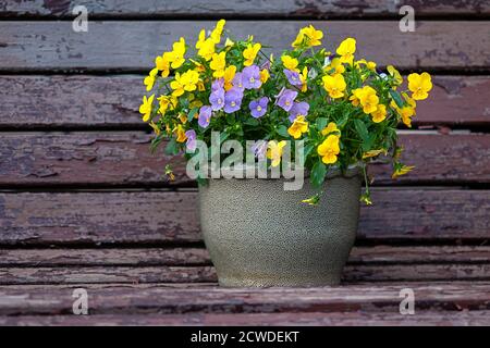 Fiori di pansy gialli e porpora nel vaso di fiori Foto Stock