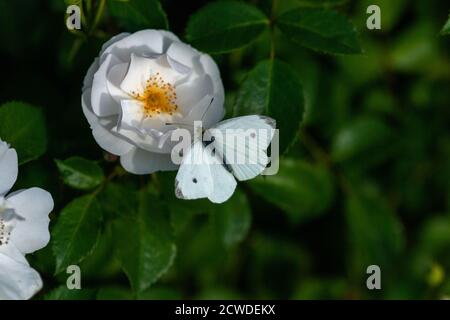Farfalla bianca seduta su bianco giardino rosa Foto Stock