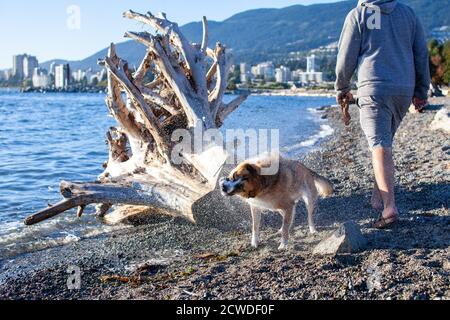 Una croce Husky di St. Bernard scuote l'acqua dopo aver nuotato presso Ambleside Dog Beach a West Vancouver, British Columbia Foto Stock