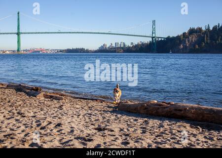 Sulla spiaggia di Ambleside Dog Beach, a West Vancouver, British Columbia, si trova la Croce di San Bernardo Husky, con vista sul ponte Lionsgate e sul downtow Foto Stock