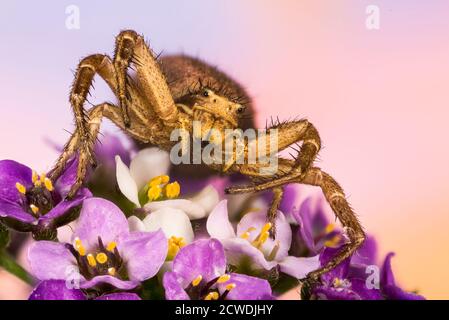 Macro Focus Stacking ritratto di Common Crab Spider. Il suo nome latino è Xysticus cristatus Foto Stock