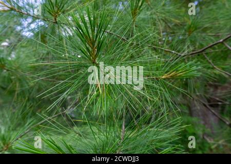 Primo piano di rami di pino Pinus parviflora glauca nei boschi. Aghi di pino verde e argenteo. Foto Stock
