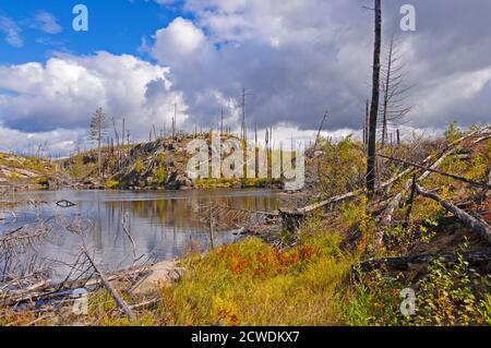 Erba che cresce in dopo un fuoco di foresta nel confine Acque nel Minnesota Foto Stock