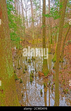 Stagno nascosto in una foresta di Wetland nel Big Thicket National Preserve in Texas Foto Stock