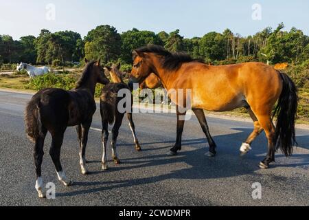 Inghilterra, Hampshire, New Forest, pony su strada vicino Lyndhurst Foto Stock