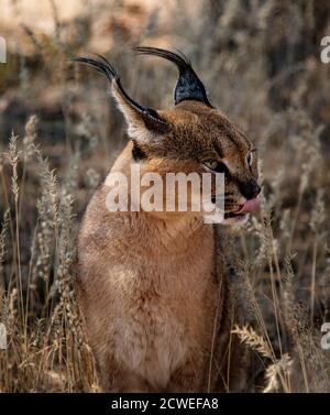 Caracal scansioni cat i suoi dintorni per alimenti Foto Stock