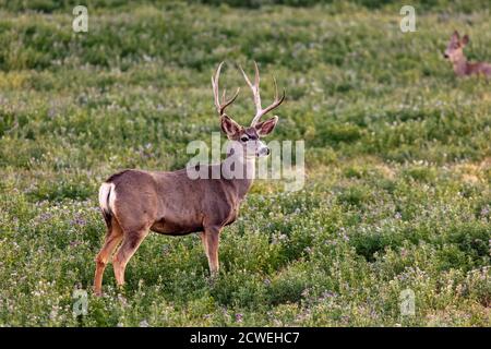 Mule Deer buck, Odocoileus hemionus, in un campo vicino Crawford, Colorado Foto Stock