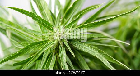 Primo piano di una pianta di marijuana fresca. Pianta matura verde di cannabis. Foto Stock