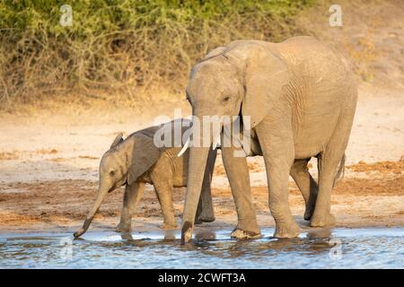 Femmina elefante e il suo vitello in piedi insieme bere acqua dentro Fiume Chobe in Botswana Foto Stock