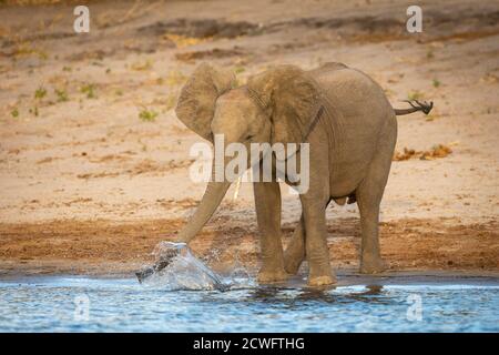 Piccolo elefante in piedi al bordo del fiume che gioca con Spruzzi d'acqua a Chobe in Botswana