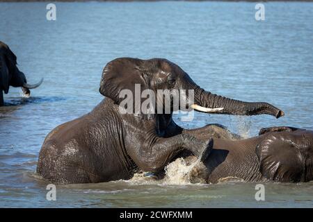 Due elefanti che giocano in acqua in una giornata di sole Kruger Park in Sud Africa Foto Stock