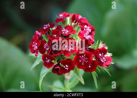 dolce william dianthus barbatus in macro rossa Foto Stock