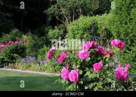 Rosa inglese rosa Prinsecc Anne nel giardino estivo Foto Stock