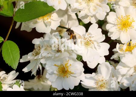 Ape sulla rosa bianca arrampicata Guirlande d`Amour Foto Stock