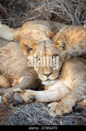 Primo piano sulla faccia del leone del bambino nella riserva di Samburu in Kenya Foto Stock