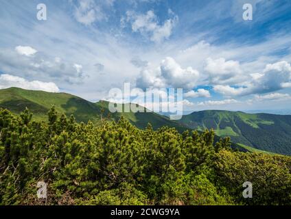 Estate cresta di montagna e nani cespugli di pino alpino. Marmaros PIP Ivan Mountain, Carpazi, Ucraina. Foto Stock