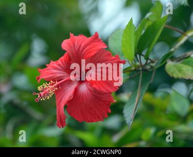 Hibiscus r hibiscus rosso Foto Stock