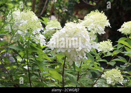 Hydrangea paniculata luce in giardino Foto Stock