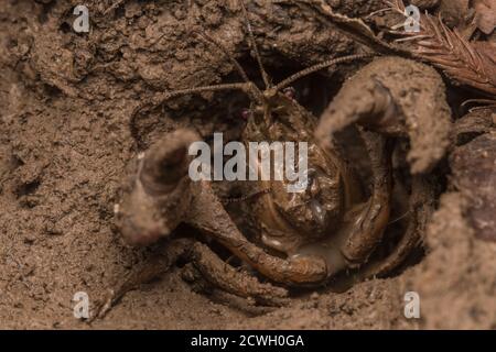 Il gamberetto rosso (Procambarus clarkii) una specie invasiva nella Carolina del Nord, difende il suo burrow con le pinze sollevate. Foto Stock