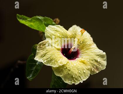 Primo piano di rana d'acqua su giallo Hibiscus rosa-sinensis Foto Stock