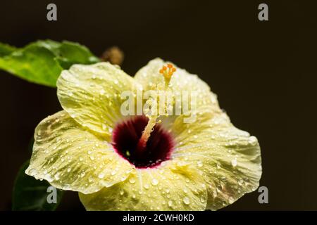 Primo piano di rana d'acqua su giallo Hibiscus rosa-sinensis Foto Stock