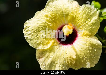 Primo piano di rana d'acqua su giallo Hibiscus rosa-sinensis Foto Stock