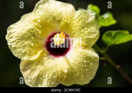 Primo piano di rana d'acqua su giallo Hibiscus rosa-sinensis Foto Stock