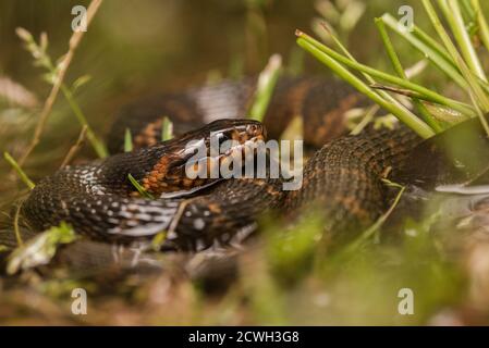 Un primo piano di un serpente d'acqua di forma giovanile (Nerodia eryrogaster) avvolto in un campo allagato in Carolina del Nord. Foto Stock