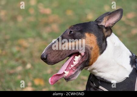 Ritratto di carino terrier in miniatura nel parco autunnale. Due anni. Animali domestici. Cane purebred. Foto Stock