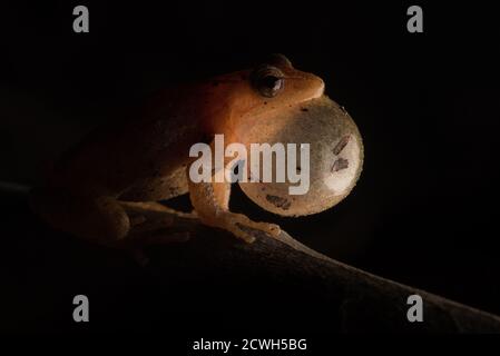 Un peeper primaverile (crocifero di Pseudacris) chiama al buio con la sua tasca vocale completamente gonfia. Foto Stock