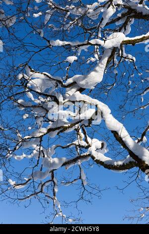 Baum, Zweige, verschneit, blauer Himmel Foto Stock