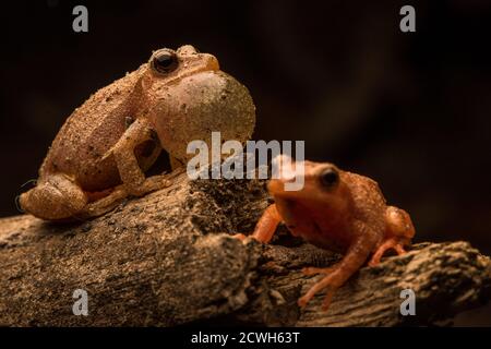 Un peeper primaverile maschio (Pseudacris crucifer) canta a una femmina vicina nella speranza di dimostrare la sua idoneità come una scelta di accoppiamento. Foto Stock