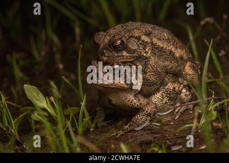 Un paio di punte del sud (Anaxyrus terrestris) in amplexus su una notte calda bagnata durante la stagione primaverile della Carolina del Nord. Foto Stock