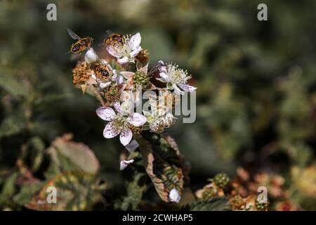 gruppo di vespe su brambles Foto Stock