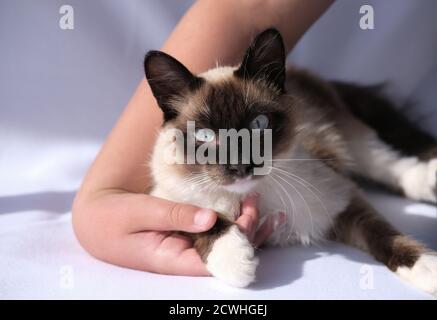 gatto balinese che posa e guarda lo spettatore. gatto soffice con gli occhi blu. gatto orientale di razza rilassante sotto la luce del sole. Adozione PET e concetto di clinica di veterinario. Mano di adolescente che tiene un gatto. amicizia pet Foto Stock