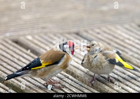 European Goldfinch, (Carduelis carduelis), adulta che alimenta giovani che mendono, Cornovaglia, Inghilterra, Regno Unito. Foto Stock