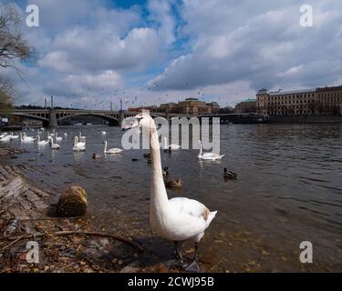 Cigni e anatre sul fiume Moldava. Praga, Repubblica Ceca Foto Stock