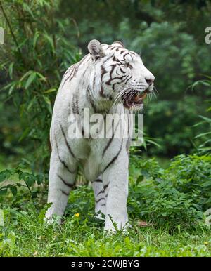 Vista ravvicinata di una tigre bengala bianca in piedi (Tigris) Foto Stock