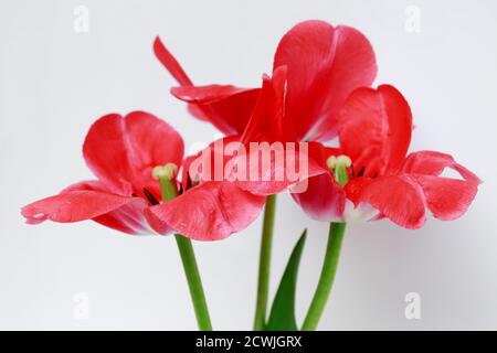 Grandi tulipani rossi su sfondo bianco. Aprire i petali di un tulipano con i pistilli verdi e le antere nere su steli verdi Foto Stock