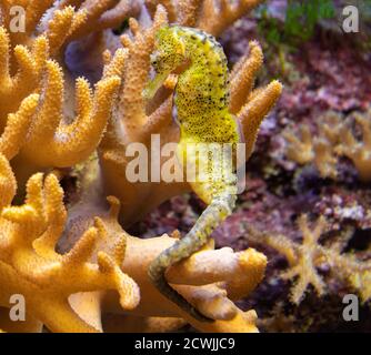 Vista ravvicinata di un cavalluccio marino (spec. Hippocampus) Foto Stock