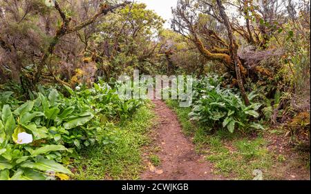 Sentiero escursionistico a Foret de Belouve all'isola la Reunion Foto Stock