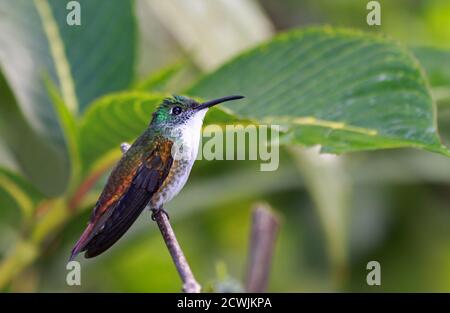 Bird di Hummingbird Smeraldo con castagna bianca (Amazilia brevirostris) Al Centro Naturale Asa Wright - Trinidad Foto Stock