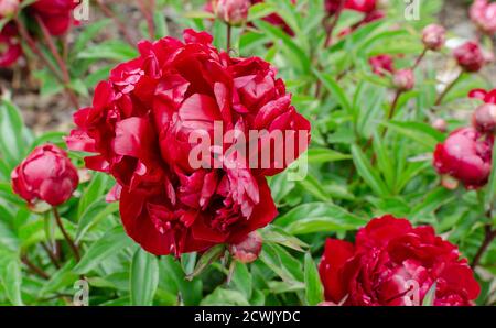 Bella peony giapponese rosso profondo. Paeonia 'Edouard Andre' nella botanica in Polonia. Foto Stock