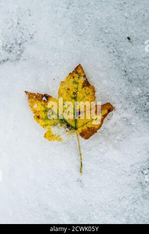 Foglia di acero giallo nella neve in autunno Foto Stock