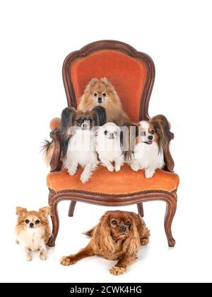cani piccoli sulla sedia di fronte a sfondo bianco Foto Stock